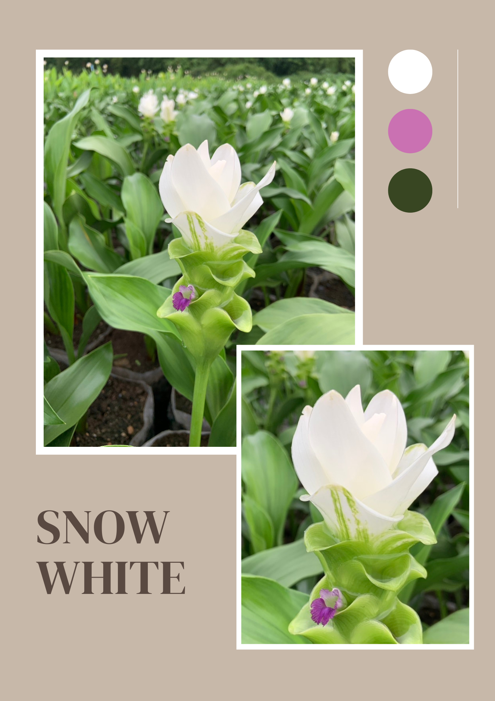 Siam Tulip (Curcuma) image
